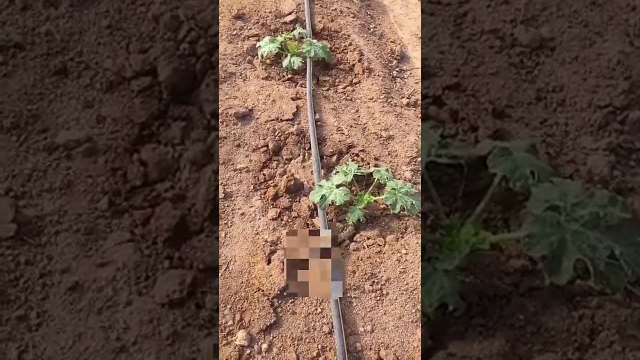 زراعة الكوسا من البذر الى الحصاد المزارع طلال النايف