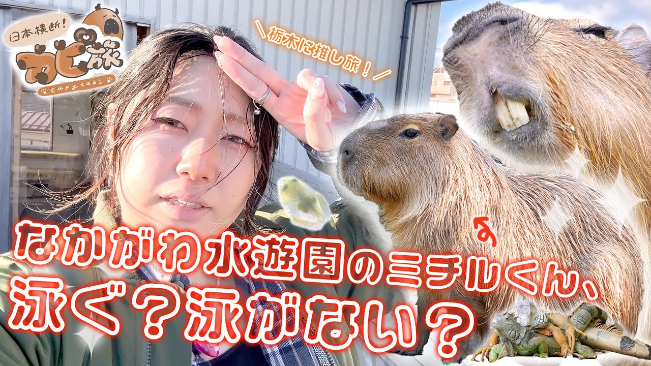 【なかがわ水遊園】カピバラさん泳ぐ？泳がない？