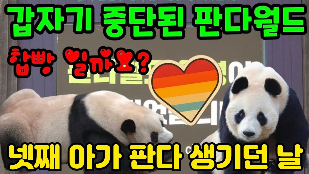2026년 2월 4일 갑자기 중단된 판다월드 무슨 일일까요? 에버랜드 세컨하우스 루이바오 후이바오 아이바오 러바오 