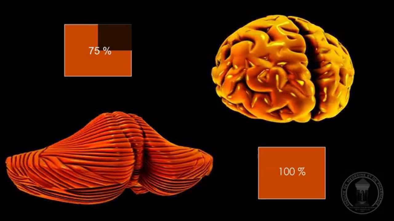 Neuroanatomy - The Cerebellum