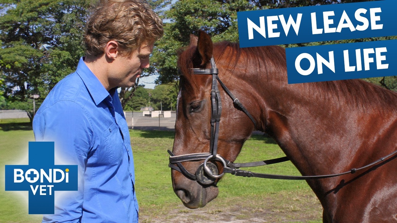 Extreme Makeover For Rescued Racehorse | Full Episodes