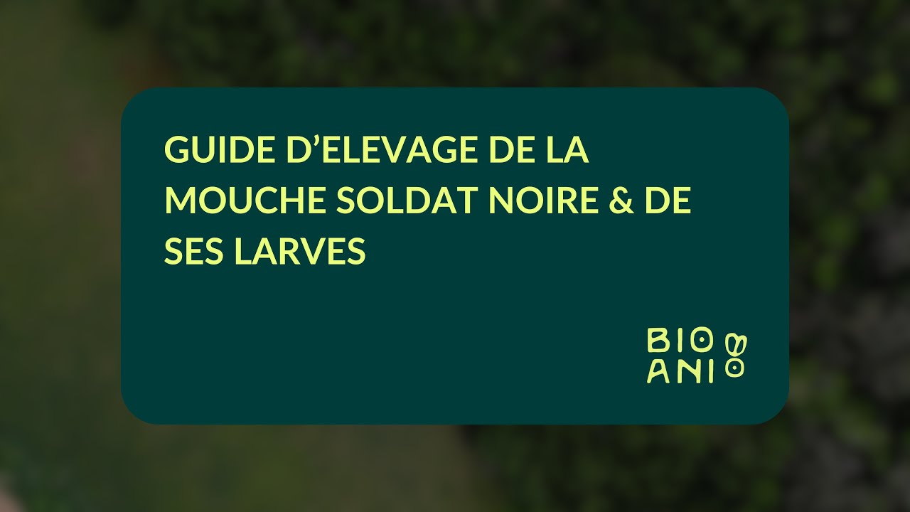 GUIDE MSN (BSF) | Épisode 1 | GUIDE D’ELEVAGE DE LA MOUCHE SOLDAT NOIRE & de ses larves