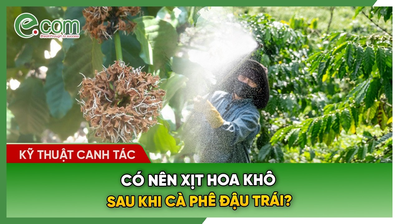 Có Nên Xịt Hoa Khô Khi Cà Phê Đậu Trái ?