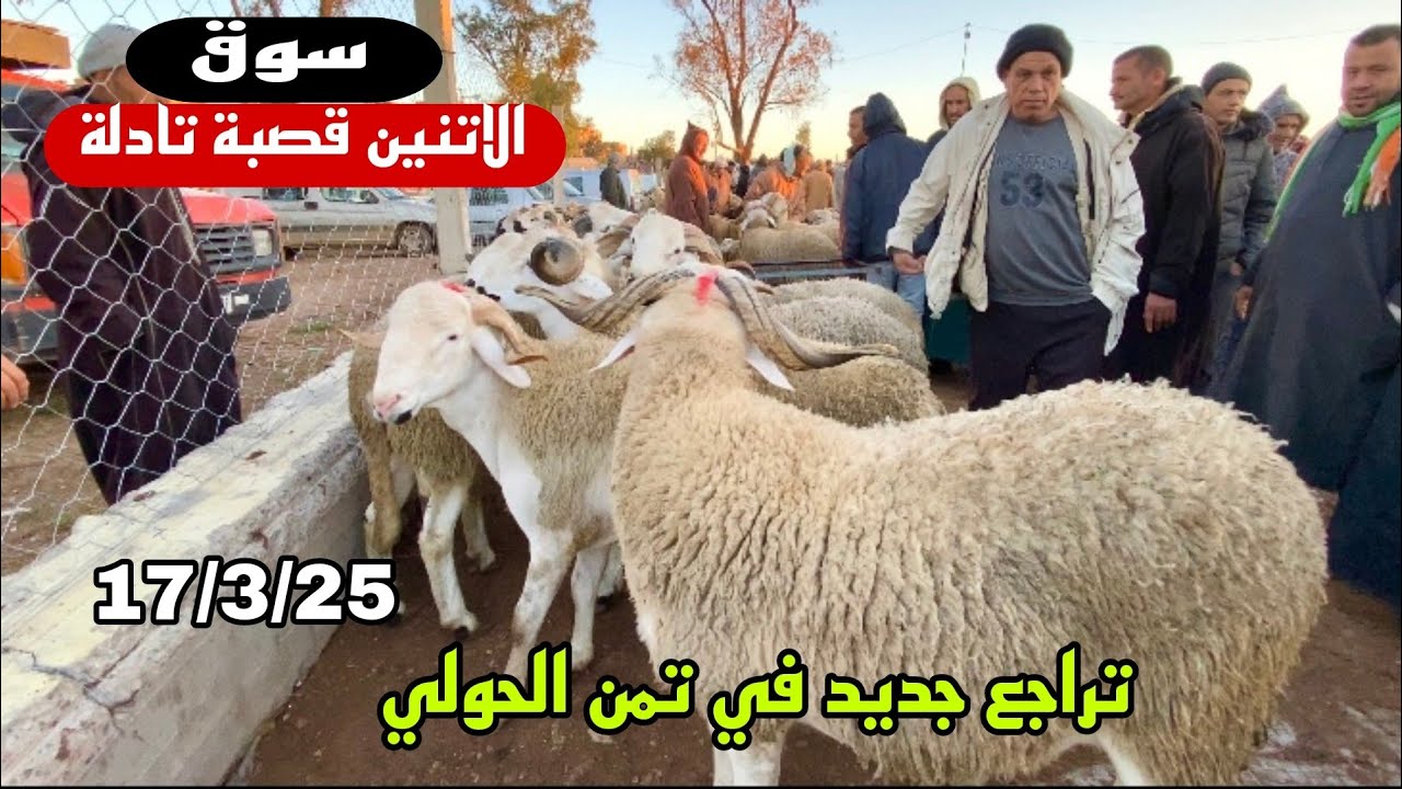 اليوم من سوق الاتنين قصبة تادلة 17/3/25 مع تمن حولي 🐏🐑🇲🇦