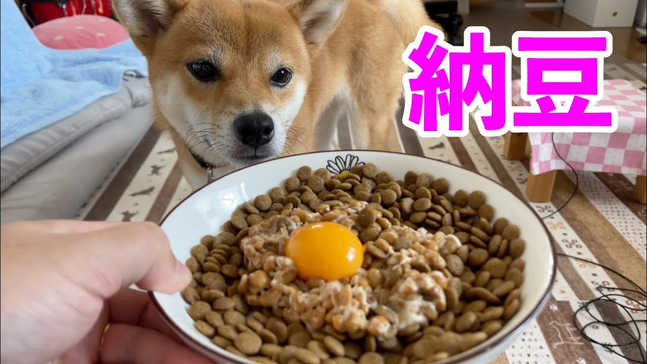 【ついにこの日が！】納豆＆生卵をいただきます　柴犬小夏