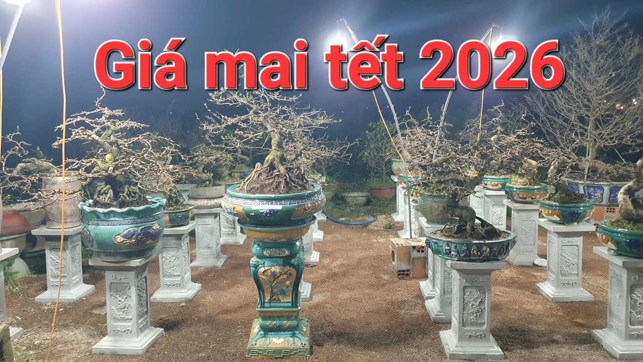 ✨️ Dạo chợ mai tết 2026, giá mai năm nay rất bình ổn và hợp lý