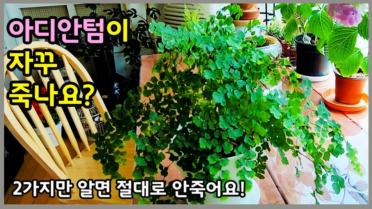 아디안텀 키우기 이방법이 제일 쉽습니다. 2가지만 알면 죽이지 않아요