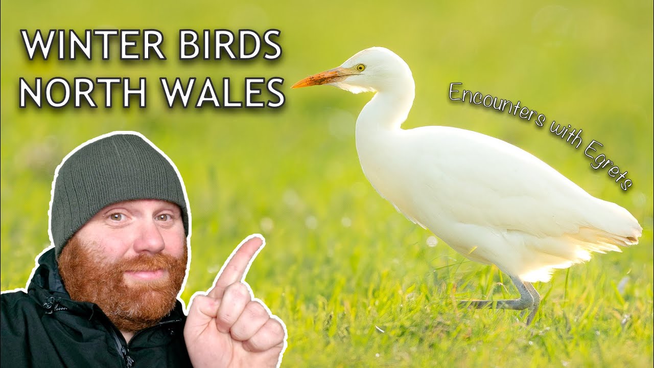 Winter Birdwatching in North Wales | Ducks, Waders & Wetlands | Discover the Wild