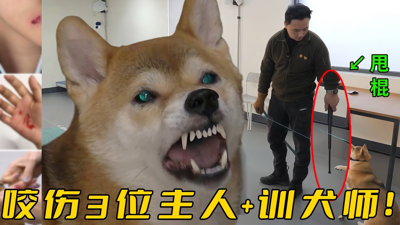 差點被安樂死的柴犬，居然瘋狂撕咬救命恩人，訓犬師直接掏出甩棍