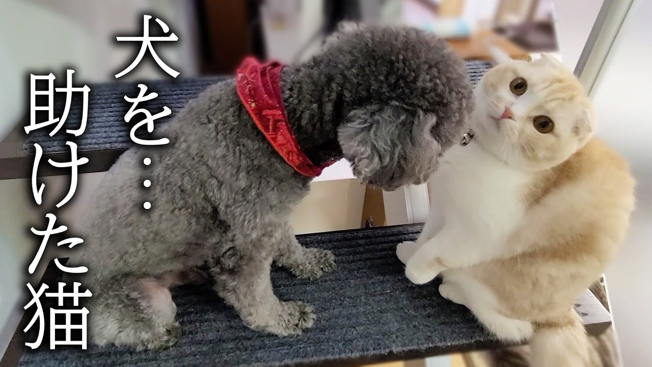 階段が怖くて固まってる犬を助ける猫の行動に感動しました...