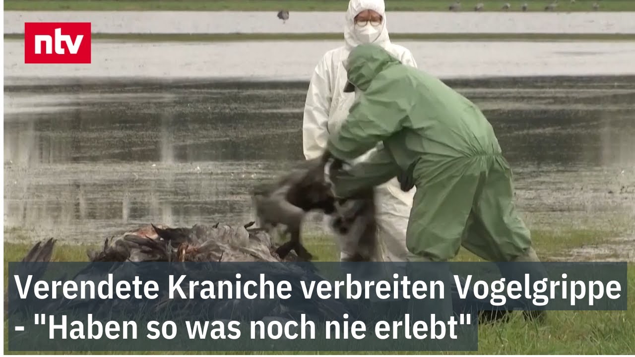 Verendete Kraniche verbreiten Vogelgrippe in Deutschland - 