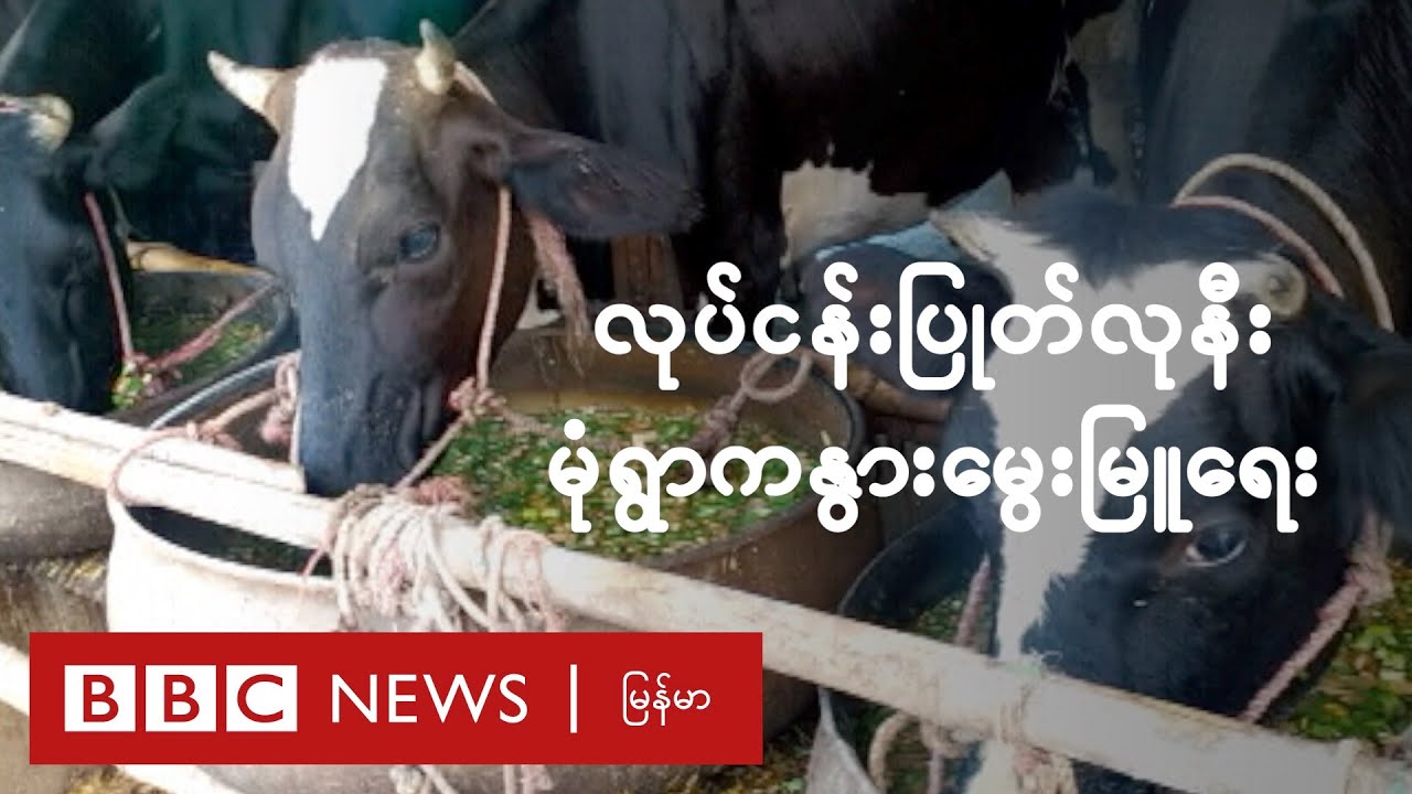 လုပ်ငန်းပြုတ်လုမတတ် အရှုံးပေါ်နေတဲ့ မုံရွာမြို့က နွားမွေးမြူရေးသမားများ - BBC News မြန်မာ