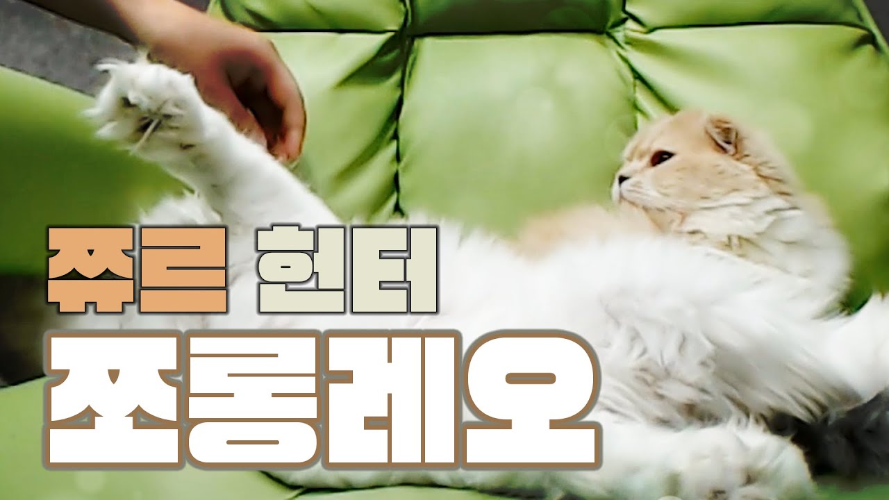 방종 탐지묘 쪼롱레오, 냥이들의 목표는 단 하나! - 따효니의 이모저모