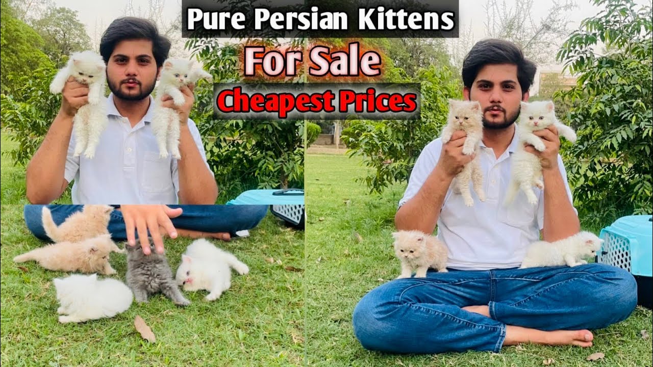 Persian kittens Price in Pakistan/Triple coat/Punch Face/Cats Kittens Market,Shop/Cat baby