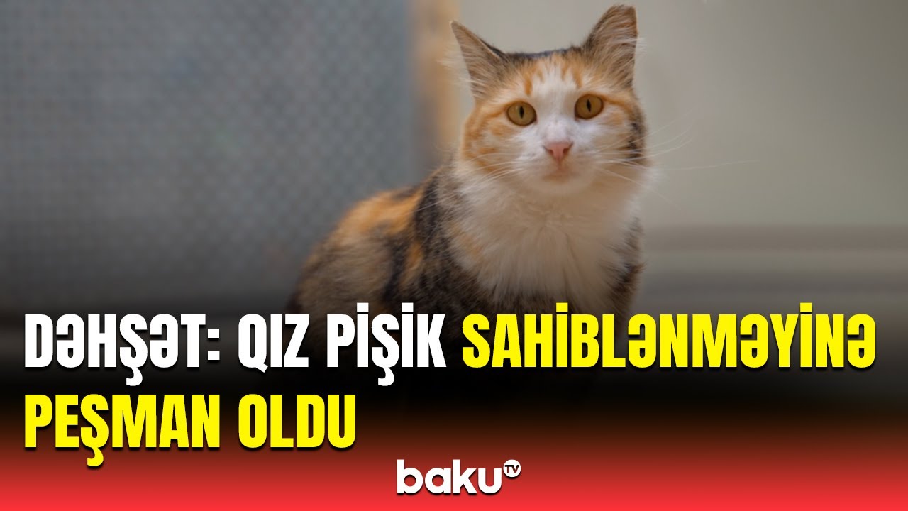 Pişikdən sahibinə elə xəstəlik keçdi ki... | Həkimdən əhaliyə təcili xəbərdarlıq