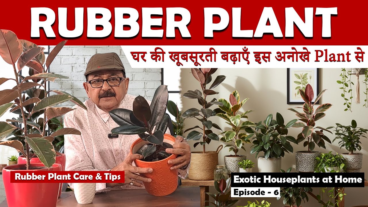 Rubber Plant Care I रबर प्लांट Benefits, Varieties & How to Grow - Exotic Indoor Plant #indoorplant