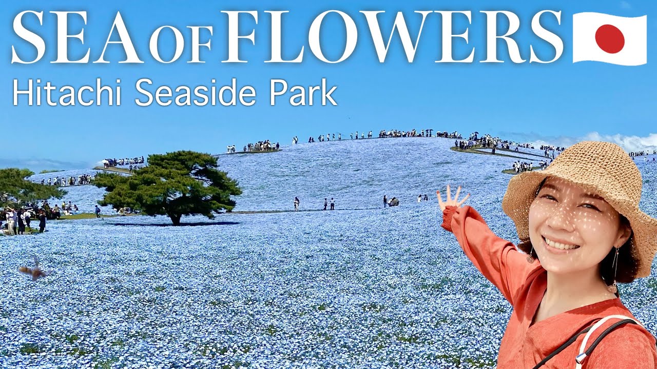 IBARAKI🇯🇵 Day trip from Tokyo to Hitachi Seaside Park🌷 Japan travel vlog #nemophila