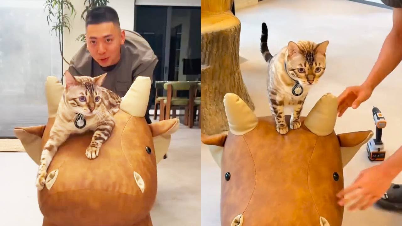 臭八條就像個孩子，他心裡一點都沒覺得自己是貓…就喜歡玩人的玩具 #動物成精 #豹貓八條 #小鋒小志 #貓咪小院