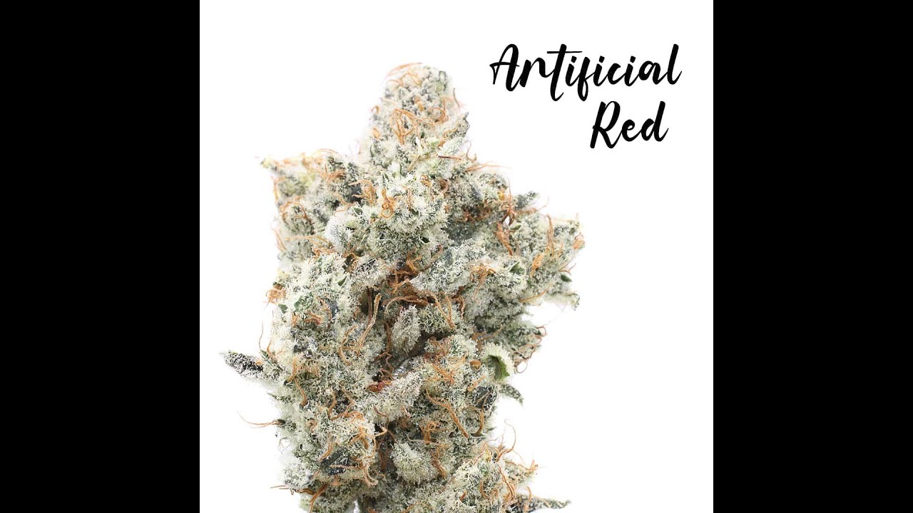 Artificial Red (Red Pop x GMO) Exotic Genetix Mike Day 63 of flower