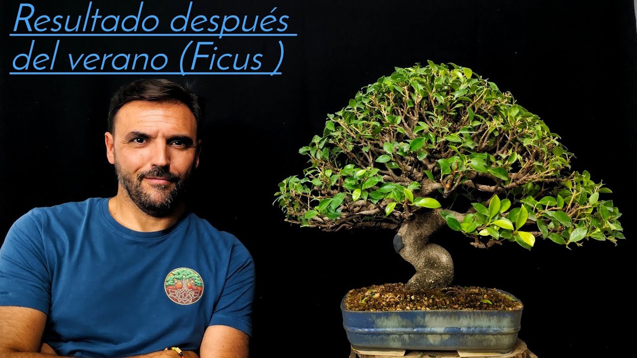Ficus Tiger back después del verano !