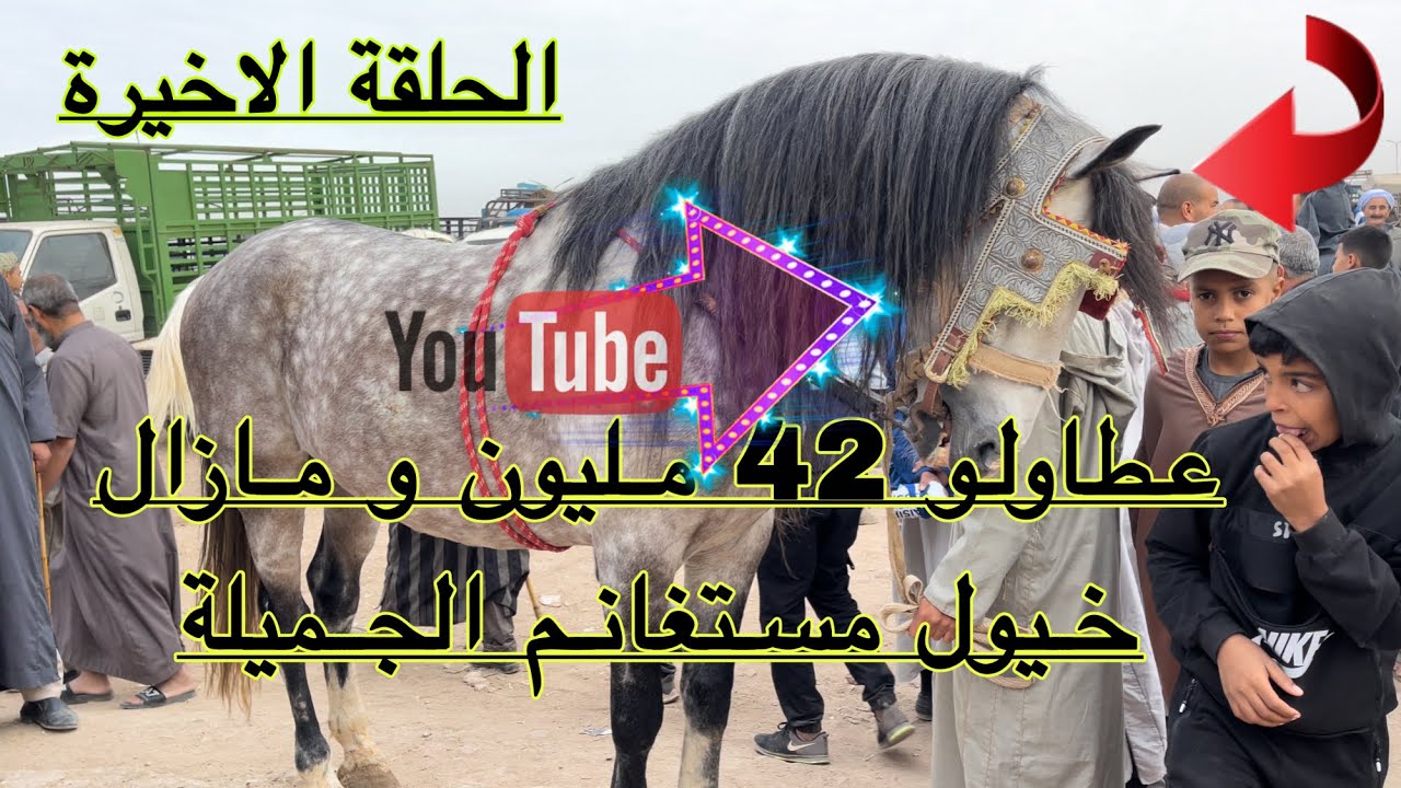 خيول مستغانم تملأ سوق سيدي بلعباس للخيول ا أقوى العروض في الحلقة الاخيرة 🤫