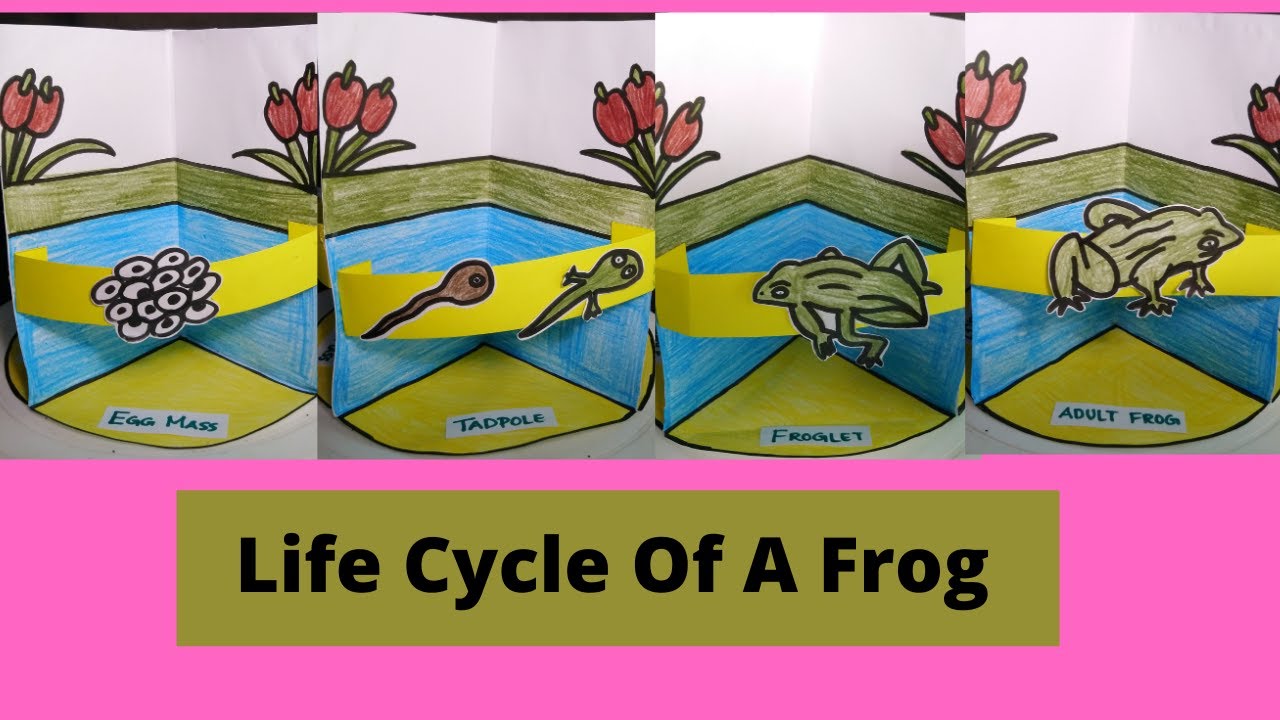 Life cycle of Frog | Model of Life cycle of FROG | Easy Model | Metamorphosis | science project