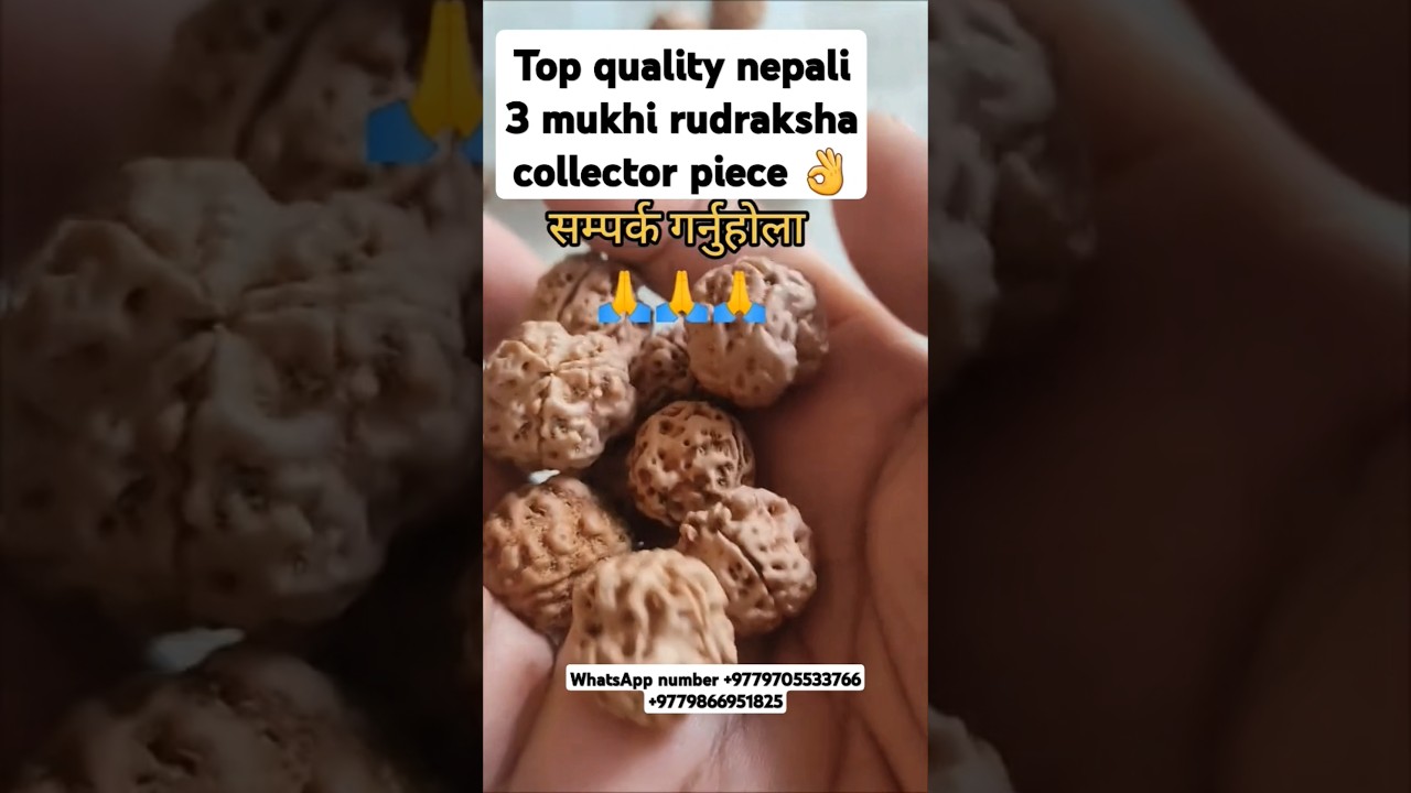 Top quality nepali 3 mukhi rudraksha collector piece #youtubeshorts #shorts #rudraksha