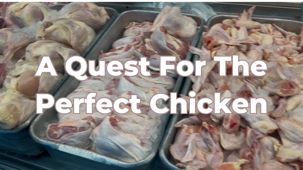 A Chicken Quest | Finding the Perfect Chicken