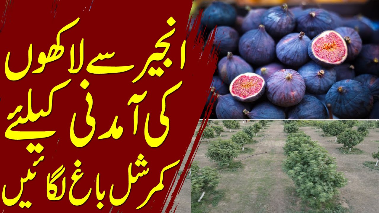 fig farming in 2022