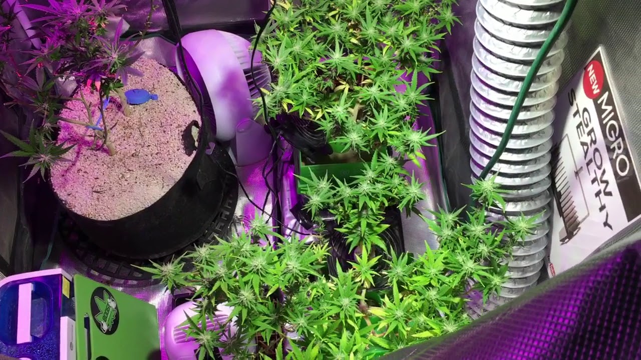 SSG G13 Medical Marijuana Grow Day 23 in Flower (Migro 100)