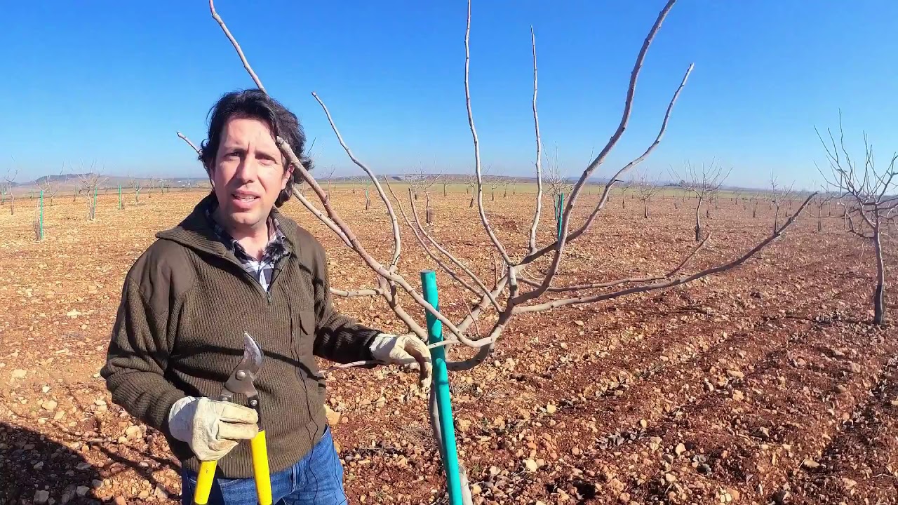 Pistacho | Poda de tercer año | Sirora | Agrónomo Esaú