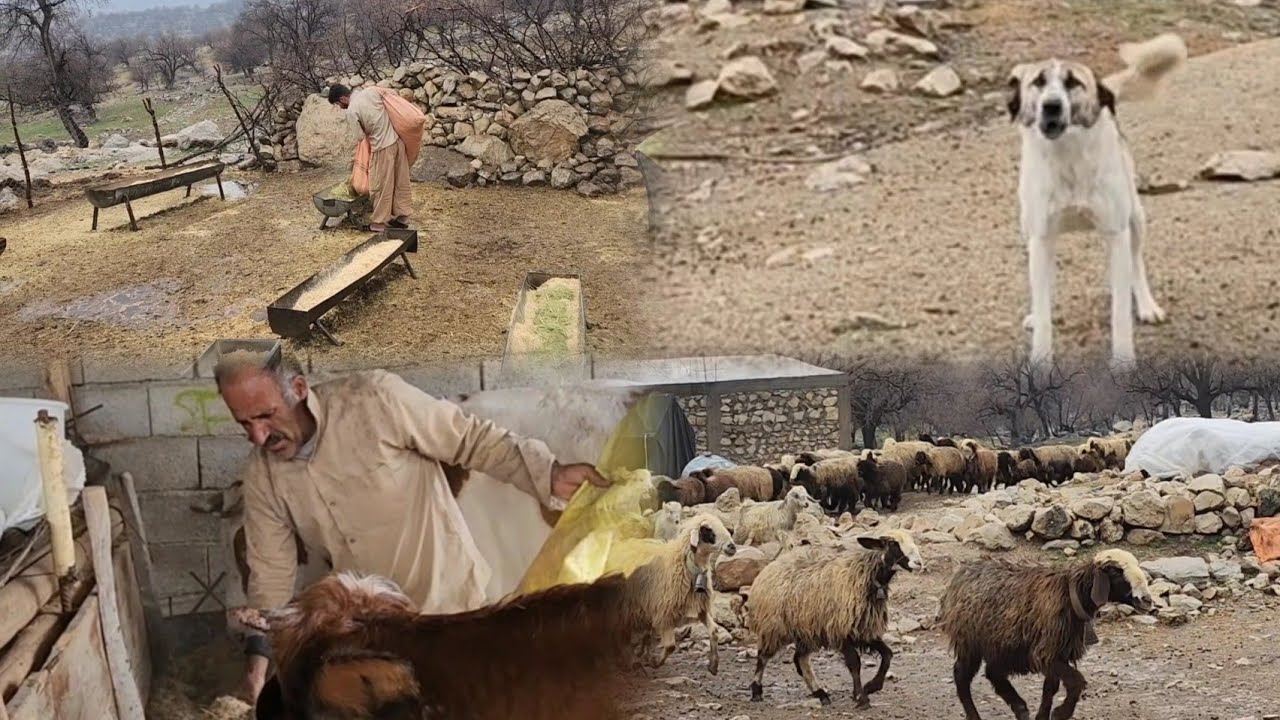 bahmanyari