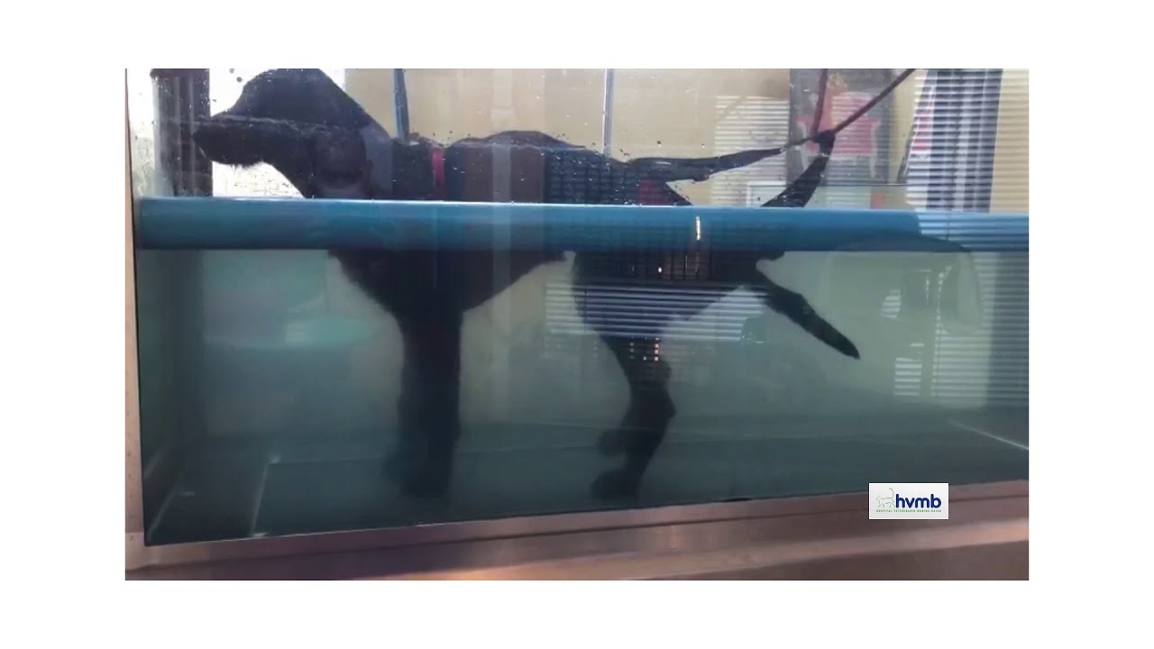 Rehabilitación -  Hidroterapia en el perro: cinta andadora subacuática