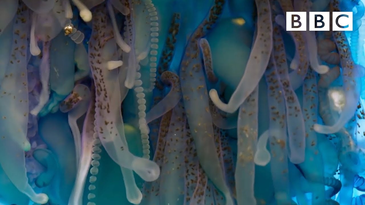 The deadly tentacles of the Portuguese man o' war | Blue Planet II - BBC