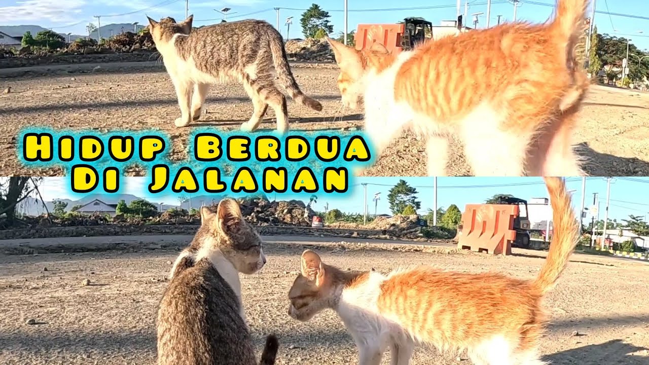 Dua Kucing Hidup Di Jalanan Ditinggalkan Ibunya