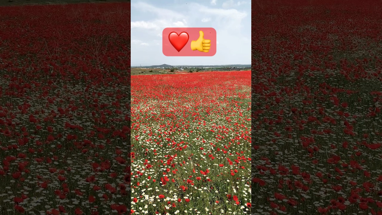 ARMENIAN, POPPIES 