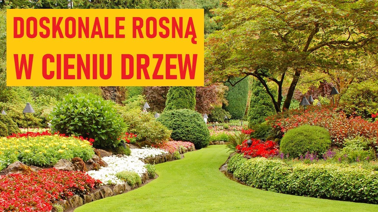 Byliny okrywowe i zadarniające do cienia. Wspaniale kwitną pod drzewami!