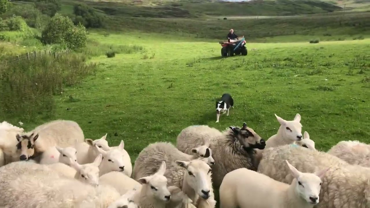 Pearl (3 of 3 videos) for sale @ Skipton 25/07/2025