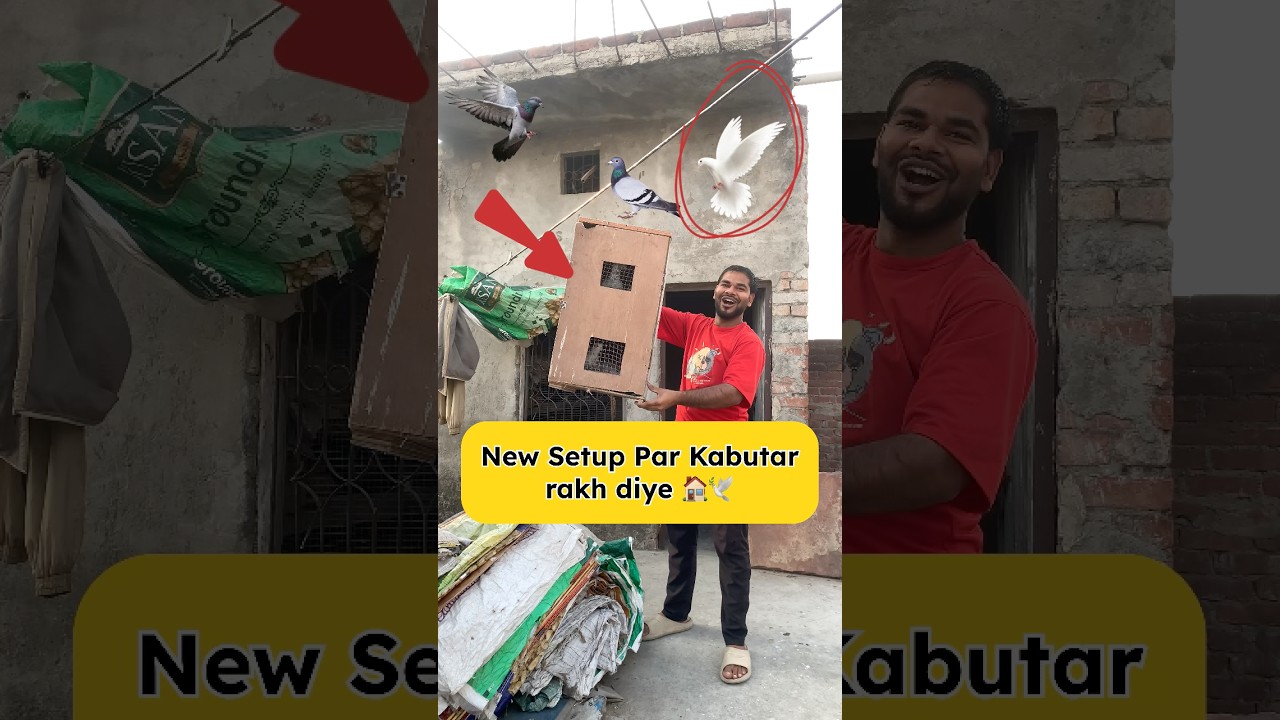 New Setup Par Kabutar rakh diye 🏠🕊️ #pigeon #kabootarloft05 #pigeonhouse #petlover #fancybird