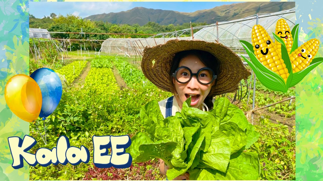 耕種|農夫體驗|香港農場|Kala EE local organic farm tour & farmer experience|耕種|有機農場|粟米田|香港菜|廣東話教學|兒童中文學習|親子活動