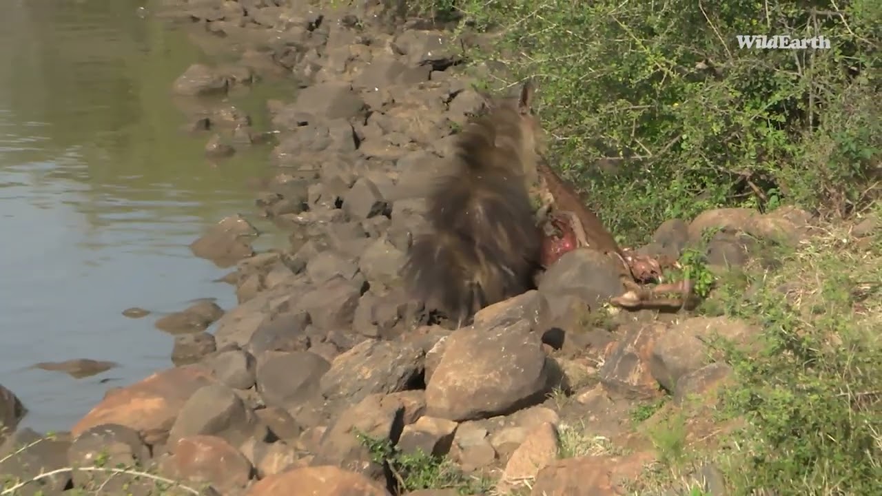 Witness the audacious brown hyena in Madikwe
