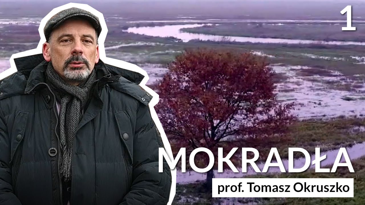 Dlaczego warto chronić mokradła? Ekspert wyjaśnia