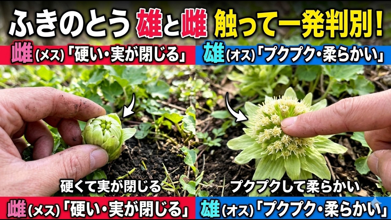 【検証】ふきのとうを触った瞬間に雄雌が分かる裏技