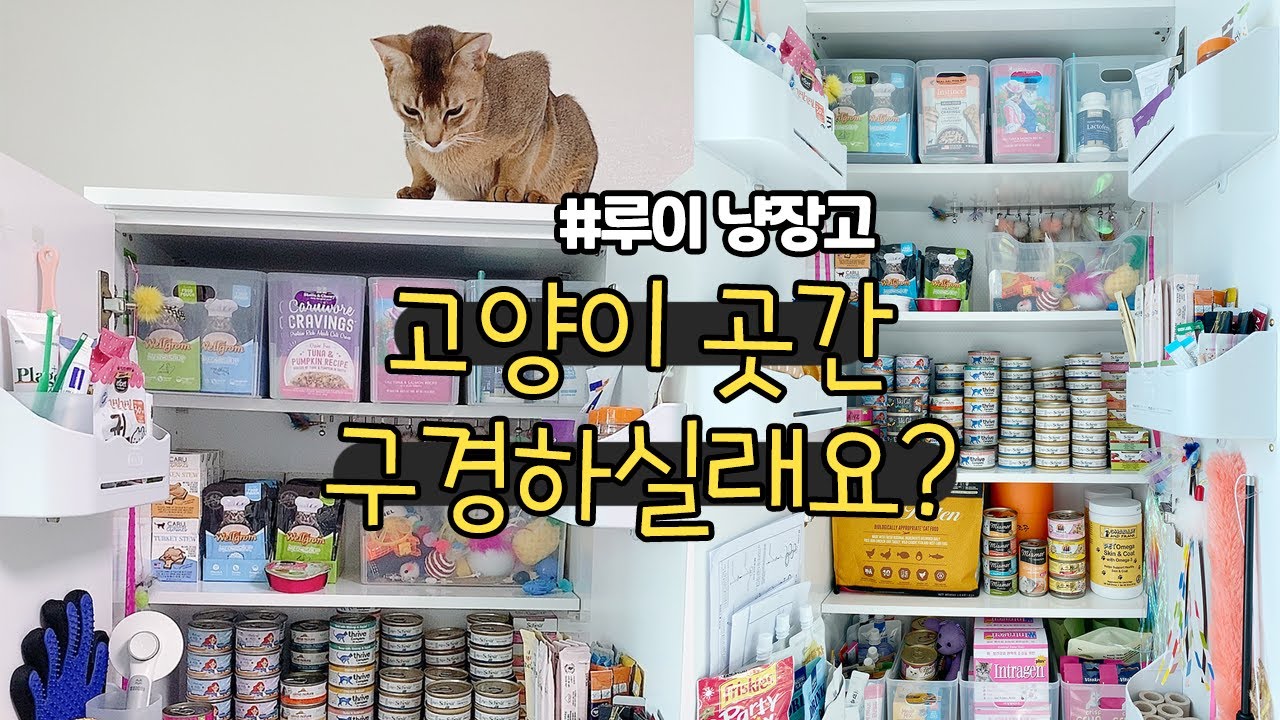 루이 냥장고😺 이거 하나로 고양이 곳간 정리 끝!
