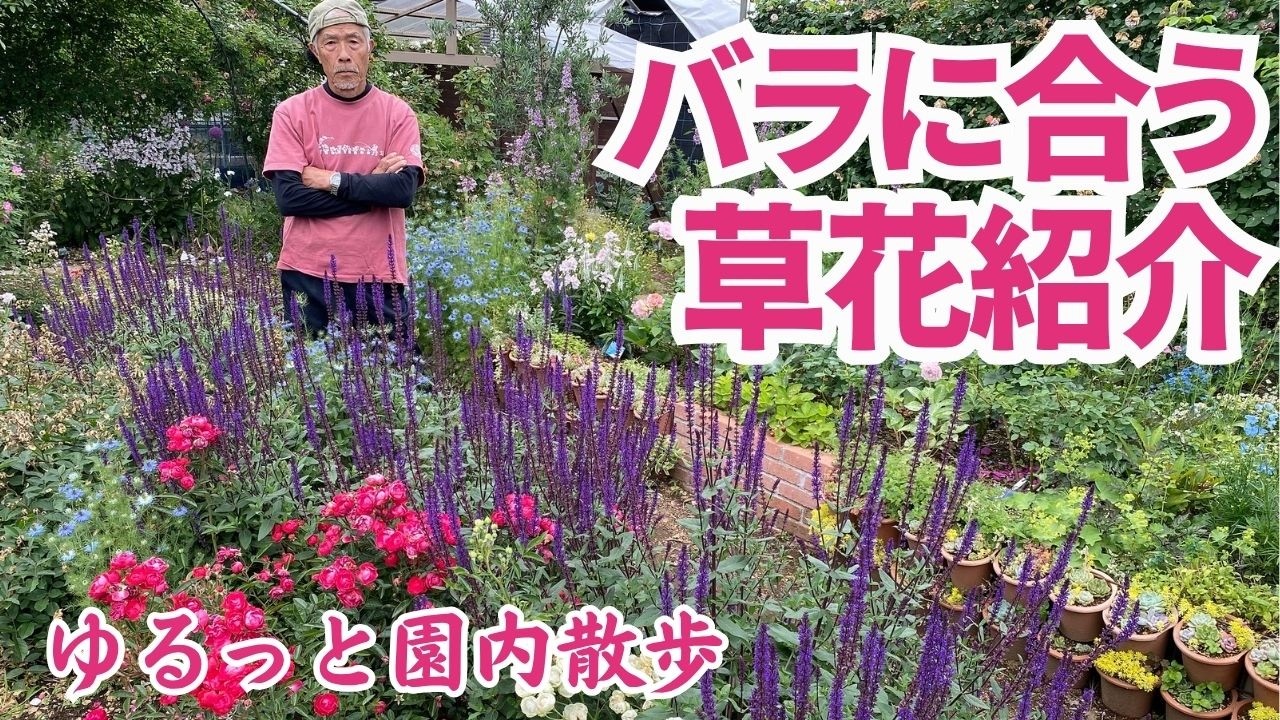 バラにあう草花,宿根草をざっと紹介　園内をゆるっと散歩【2025年5月下旬撮影】