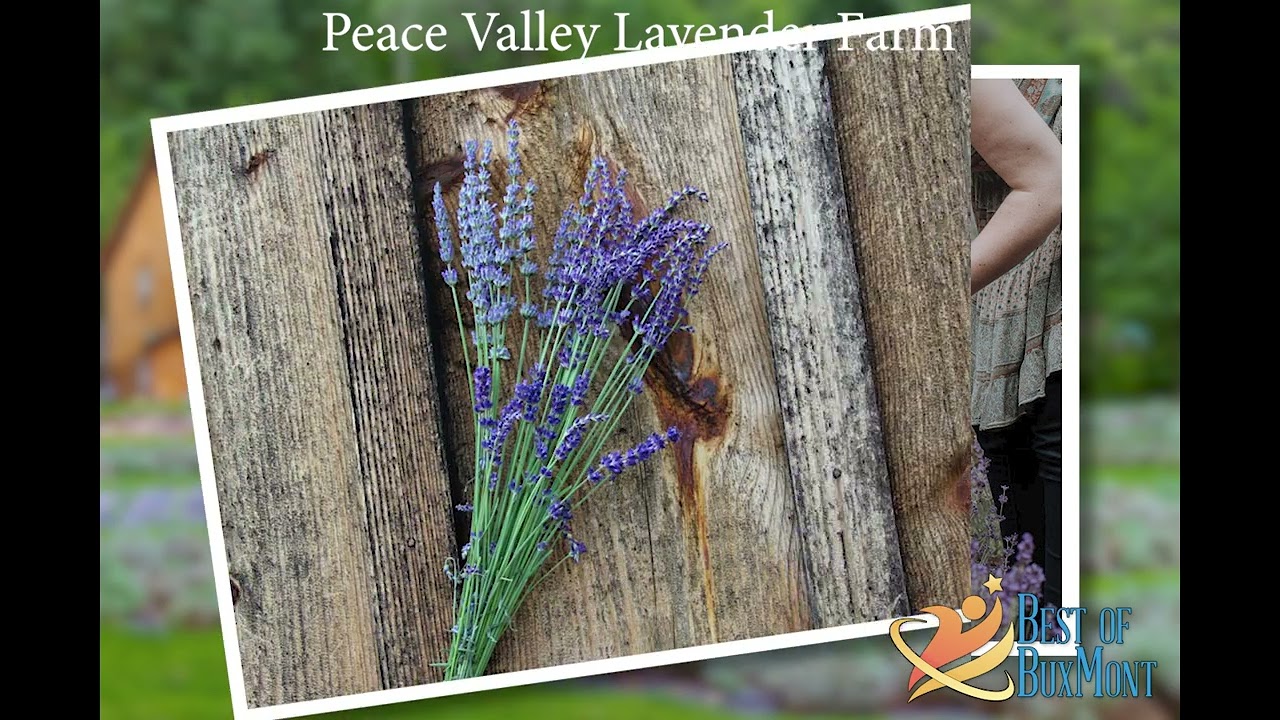 PV Lavender