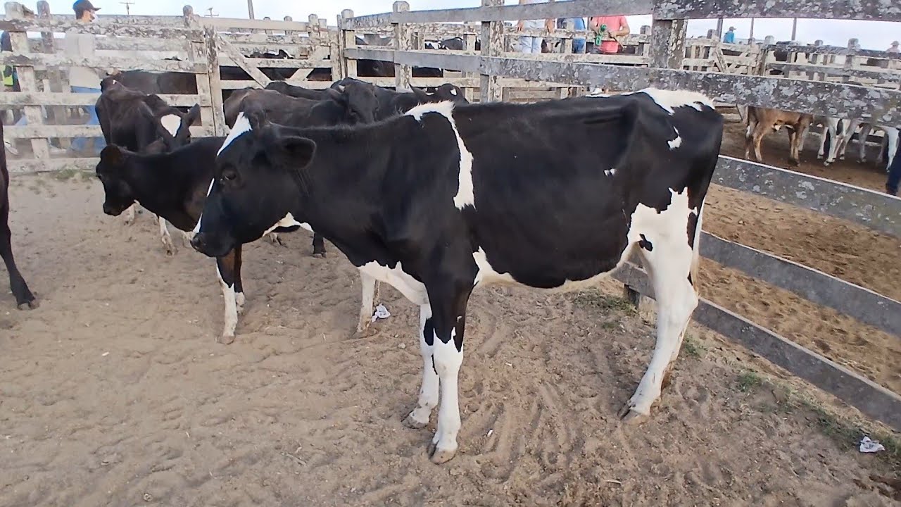 FEIRA DE BEZERRAS LEITERAS EM CAPOEIRAS PERNAMBUCO 12 de dezembro de 2025
