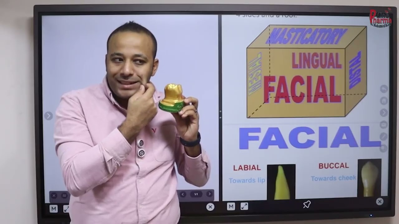 Dentition - LEC 3 Line and point angles  (inrtroduction)