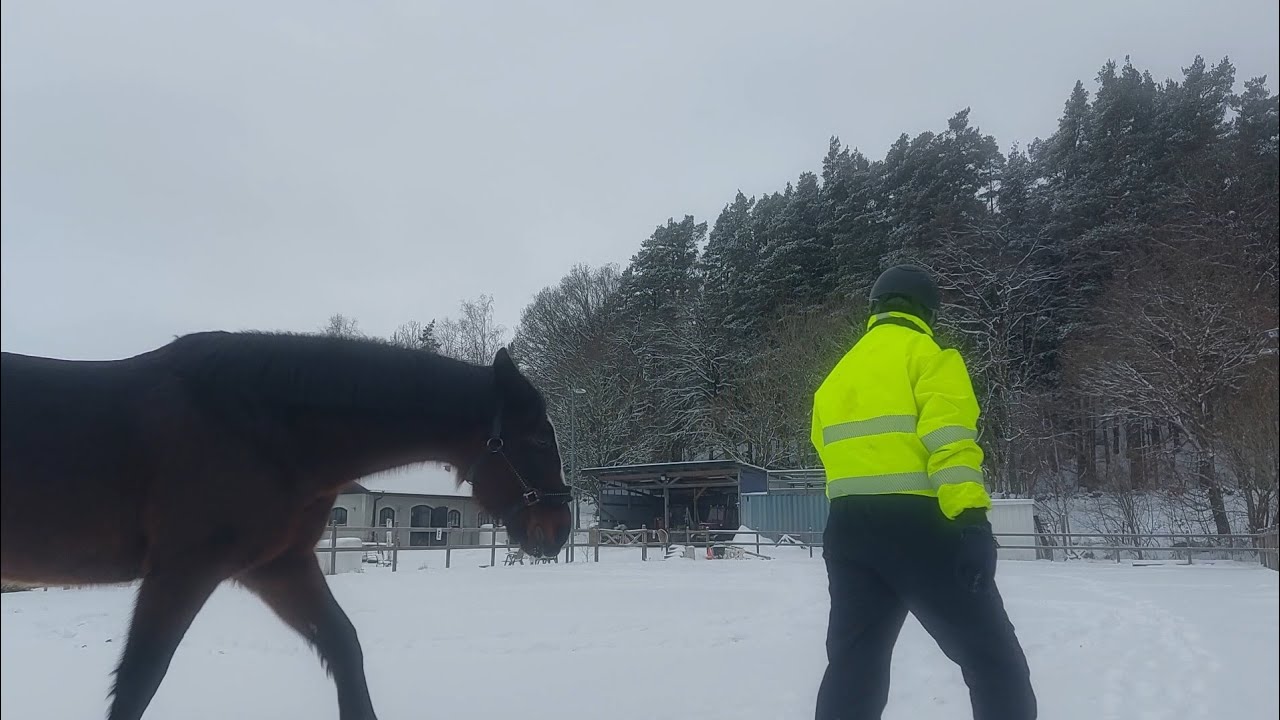 Лошади повалили забор, а машина застряла в снегу. Зима – это здорово! 🤪