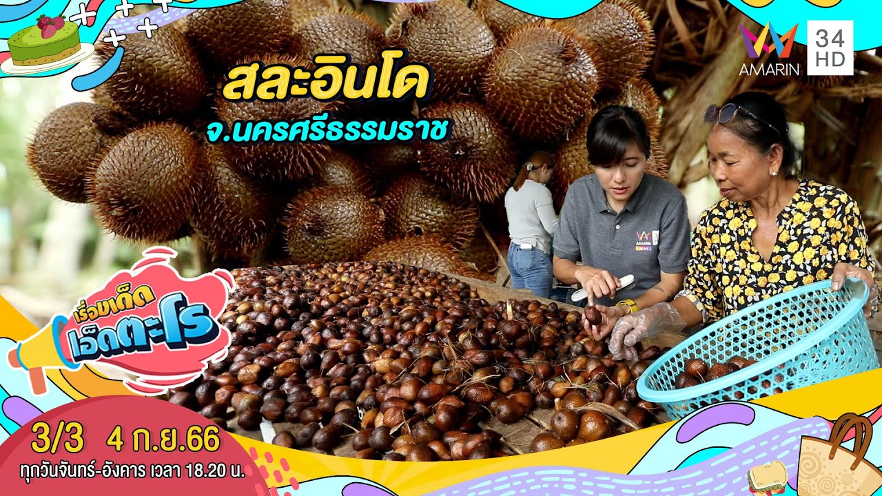สละอินโด สวนสละอินโดลุงพล อ.ร่อนพิบูลย์ จ.นครศรีธรรมราช | เรื่องเด็ดเอ็ดตะโร | 4 ก.ย.66 (3/3)